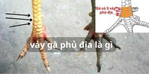 dau hieu cua chien ke co vay ga phu dia