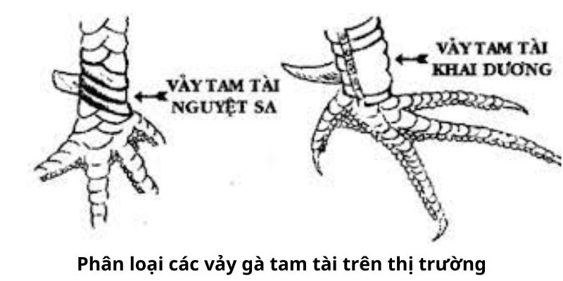 Những loại vảy gà tam tài hiện nay