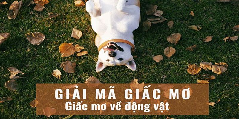 Chiêm bao thấy động vật